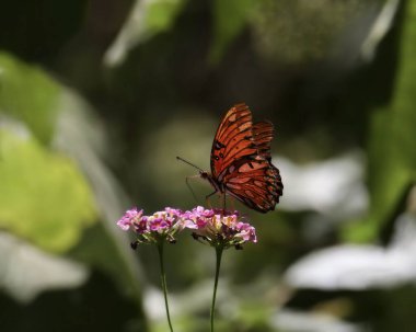 Gulf Fritillary Butterfly (agraulis vanillae) alighted on some lantana flowers clipart