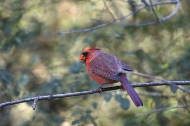 Kuzey Kardinali (erkek) (Cardinalis cardinalis) küçük bir dala tünemiştir.