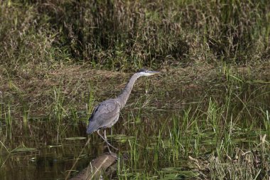 Büyük Mavi Balıkçıl (Ardea herodias), sulak çimenli bir arazide yarı batık bir kütüğe tünemişti.