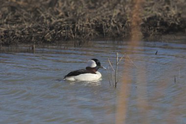 Bufflehead (bucephala albeola) bir gölde yüzüyor