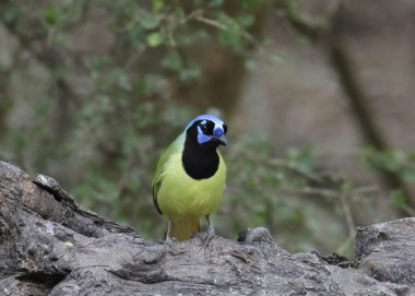 Green Jay (cyanocorax luxuosus) perched on a big log clipart