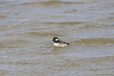 Bufflehead (dişi) (bucephala albeola) okyanusta yüzüyor