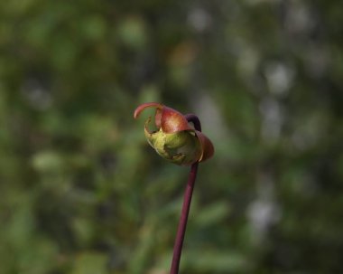 Pitcher Plant (sarracenia purpurea) in bloom clipart