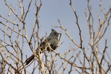 Phainopepla (dişi) (phainopepla nitens) yapraksız bir ağaca tünemiştir.