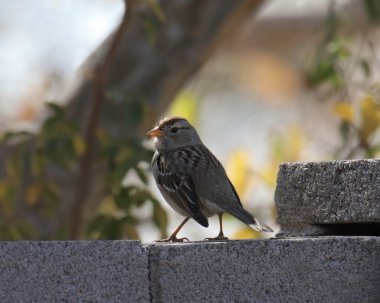 White-crowned Sparrow (1st winter) (zonotrichia leucophrys) looking back from it's perch on a cinder block wall clipart