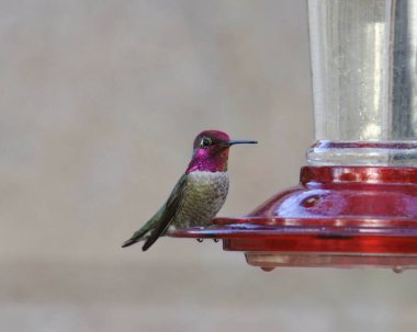 Anna 'nın sinekkuşu (erkek) (calypte anna) bir sinekkuşuna tünemiştir.