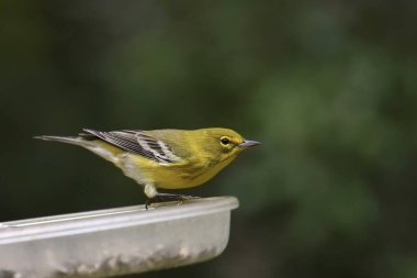 Çam Bülbülü (setophaga pinus) kuş besleyici tepsinin kenarında durur.