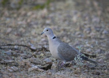 Avrasya Yakalı Güvercini (streptopelia decaocto) yere sabitlendi