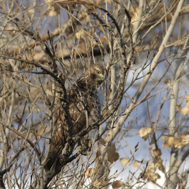 Kırmızı kuyruklu Şahin (buteo jamaicensis) dalların içinden dışarı bakıyor