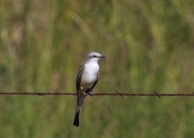Dikenli tellerin üzerine tünemiş makas kuyruklu sinekkapan (tyrannus forficatus)