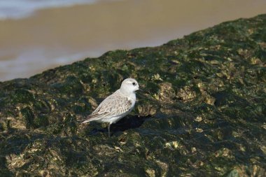 Sanderling (nonbreeding) (calidris alba) perched on a slime-covered rock beside the ocean clipart