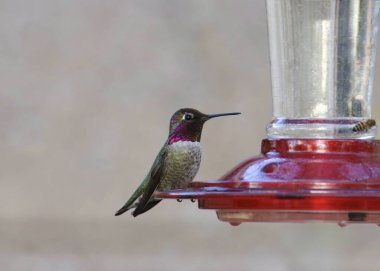 Anna 'nın sinekkuşu (erkek) (calypte anna) geleneksel sinekkuşu besleyicisinde beslenir