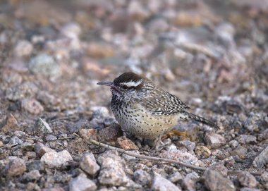 Cactus Wren (campylorhynchus brunneicapillu) perched on the ground clipart