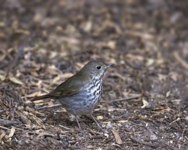 Keşiş Thrush (katarus guttatus) yerde arama