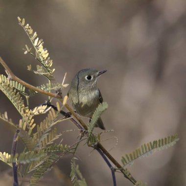 Ruby-crowned Kinglet (regulus calendula) perched in a mesquite tree clipart