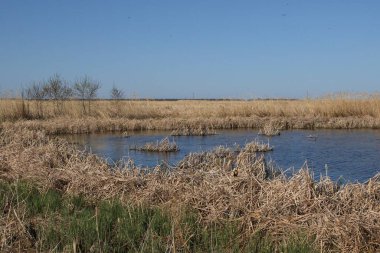 Delta Plajı 'ndaki sulak arazi, Manitoba, Kanada