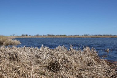 Cadman Körfezi 'nde sulak arazi, Delta Sahili, Manitoba, Kanada