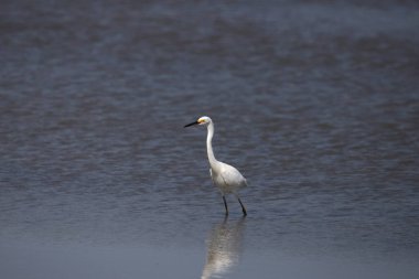 Snowy Egret (egretta thula) standing in shallow water clipart