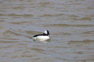 Bufflehead (male) (bucephala albeola) swimming in pond clipart