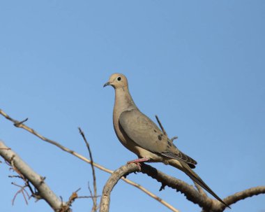 Mourning Dove (zenaida macroura) perched high in a leafless tree