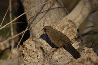 Abert 'in Towhee' si (melozone aberti) büyük bir ağaca tünemişti.