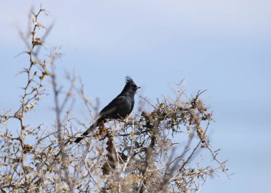 Phainopepla (erkek) (phainopepla nitens) dağınık bir çalıya tünemiştir