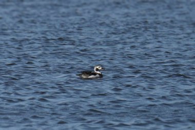 Gölette yüzen uzun kuyruklu ördek (dişi) (clurla hyemalis)
