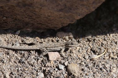 Western Long-tailed Brush Lizard (urosaurus graciosus) sunning itself beside a big rock clipart