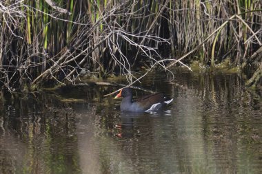 Gallinule (gallinula galeata) göletin kenarında yüzer.
