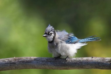 Mavi Jay (siyanocitta cristata) tüyleri kabarık