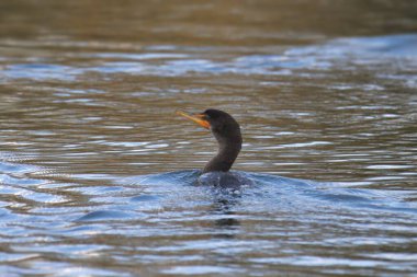 Çift tepeli karabatak (phalacrocorax auritus) bir gölette yüzer