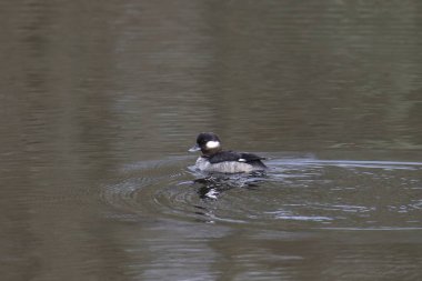 Bufflehead (dişi) (bucephala albeola) bulanık bir gölde yüzüyor