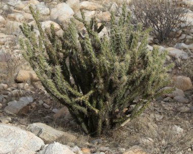 Bir Cane Cholla Kaktüsünün (sillindropuntia imbricata) 
