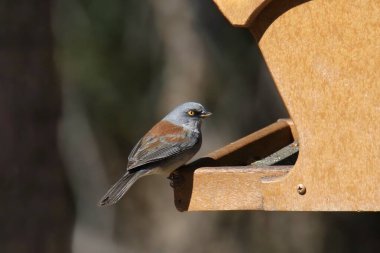 Sarı gözlü Junco (junco phaeonotus) bir kuş yemliğinden yemek yiyor.