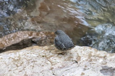 Ouzel (American Dipper) (cinclus mexicanus) akarsuyun kenarındaki büyük bir kayanın üzerinde durmaktadır.