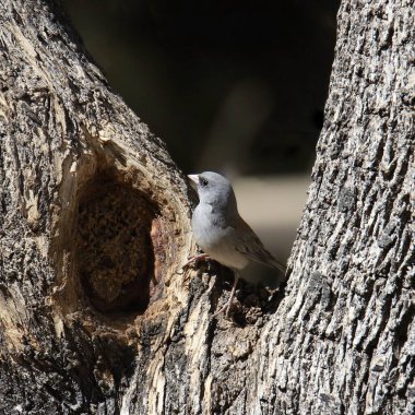 Koyu renk gözlü Junco (Gri kafalı) (Junco hyemalis) bir ağacın kasığına tünemişti.