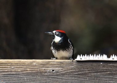 Ağaçkakan (melanerpes formicivorus) tahtadan bir kirişe tünemiş.