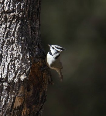 Köprü Titmouse (baeolophus wollweberi) büyük bir ağaç gövdesine tünemiştir.