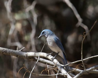 Mexican Jay (aphelocoma wollweberi) perched in a tangle of branches clipart