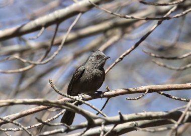 Phainopepla (dişi) yapraksız bir ağaçta tüneğinden aşağıya bakıyor.