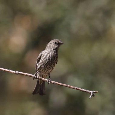 Finch Hanedanı (kadın) (haemorhous mexicanus) küçük bir dala tünemiştir.