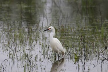 Snowy Egret (breeding) (egretta thula) standing in a grassy pond clipart