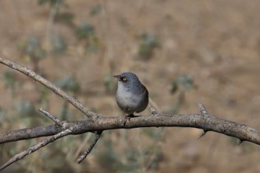 Sarı gözlü Junco (junco phaenotus) bir dala tünemişti.