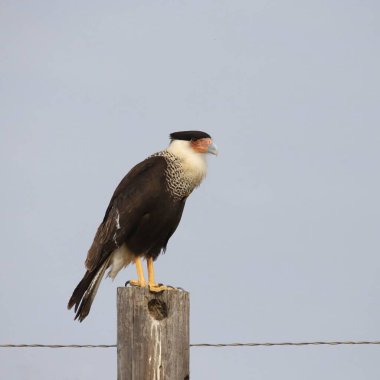 Armalı Caracara (Caracara cheriway) bir çit direğine tünemişti.