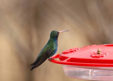 Geniş gagalı sinekkuşu (erkek) (cynanthus latirostris) geleneksel kırmızı sinekkuşundan besleniyor