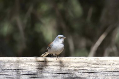 Sarı gözlü Junco (junco phaeonotus) bir tahta üzerine tünemiş.