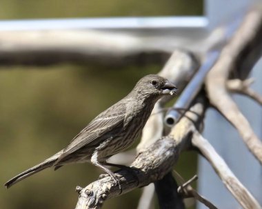 Finch Hanesi (kadın) (Hemorhous mexicanus) bir boru dalına tünemiştir.