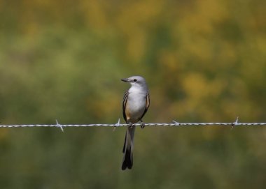 Makas kuyruklu sinekkapan (tyrannus forficatus) tek bir dikenli tel ipliğine tünemişti.