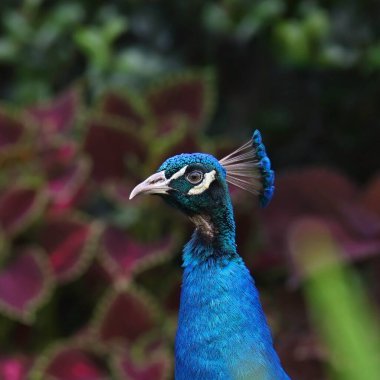 Hintli bir Peafowl 'un (erkek) başı ve boynu (pavo cristatus)