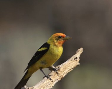 Western Tanager (erkek) (piranga ludoviciana) odun parçasına tünemiş